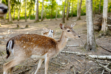 Beautiful, young deer walking in the forest. Wild animal. Wildlife scene from nature. Close up view.