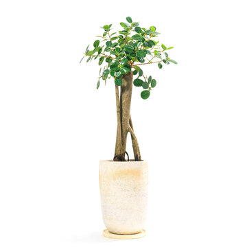 観葉植物、丸葉がかわいいパンダガジュマルの鉢植え【白背景】