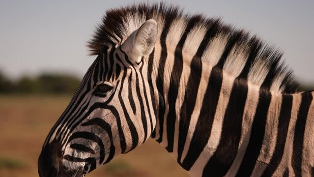 Close up of zebra. Wildlife in Masai Mara National reserve Kenya Africa.