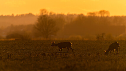 Sarna o zachodzie słońca na polach  © Damian