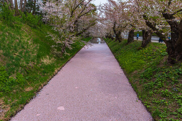 Amazing spring scene at Hirosaki castle in Aomori prefecture,Japan. After full bloom of cherry blossom, the wind scattered the cherry blossoms on the moat water.