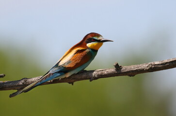 European bee-eater on branch, Merops apiaster