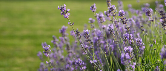 Lavande © Anthony SEJOURNE