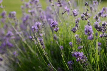 Lavande