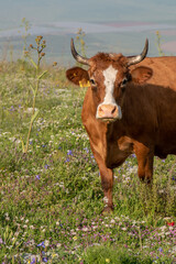 Cattle grazing on Mount Gilboa in Israel on a beautiful afternoon in the spring.
