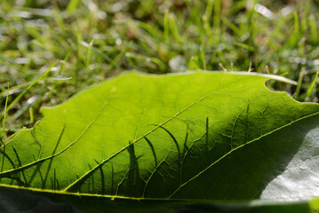 Feuille et ombre herbes
