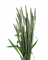 Green young wheat isolated on white  