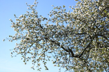 the tree blooms beautifully in spring against the blue sky