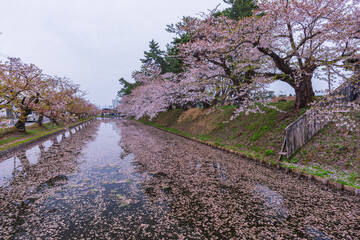 Amazing spring scene at Hirosaki castle in Aomori prefecture,Japan. After full bloom of cherry blossom, the wind scattered the cherry blossoms on the moat water. - obrazy, fototapety, plakaty