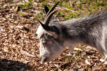 The goat is eating leaves from a tree -  pasturing on the farm, care of household pets.  Warm summer and hard agrarian work in provinces