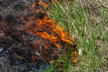 Fototapeta premium Burning old dry grass in garden. Flaming dry grass on a field. Forest fire. Stubble field is burned by farmer. Fire in the Field