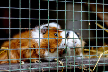 Cute guinea pigs on animal farm in hutch. Guinea pig in cage on natural eco farm. Animal livestock...