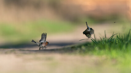 ptak kolorowy w locie  © Damian