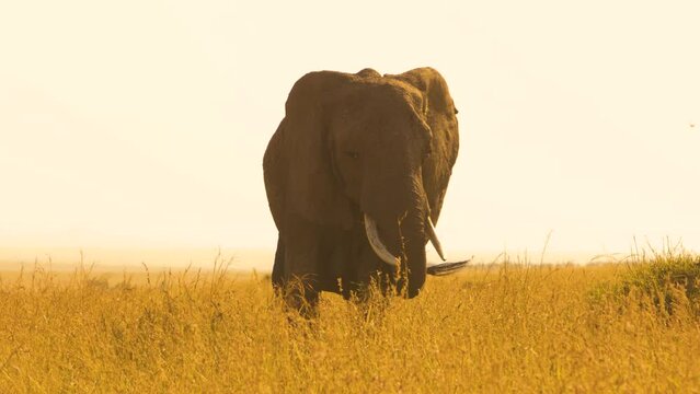 The elephant in the sunset. Wildlife in Masai Mara Kenya Africa safari.