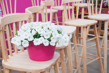 Petunias in the tray,Petunia in the pot, white petunia on the wood chair