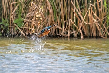 Blue and orange arrow