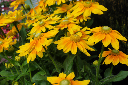 Yellow black eyed Susans, Rudbeckia hirta, flowering in a summer garden