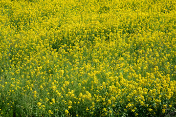 Obraz premium 菜の花畑