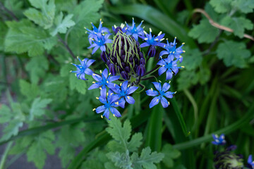 ユリ科の青い花