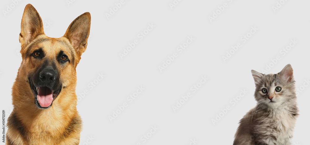 Wall mural Cute dog and cat on light grey background, space for text. Banner design