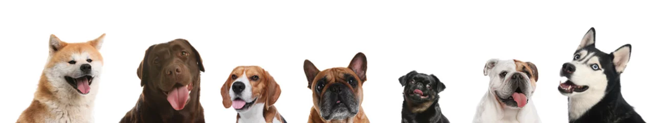 Rolgordijnen Cute funny cats and dogs on white background. Banner design © New Africa