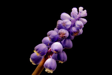 A blue tassel of viper onion flowers (mouse hyacinth) on a dark background close-up. Macrophotography.