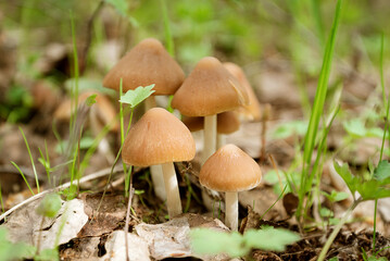 Group of small mushrooms grow in spring forest