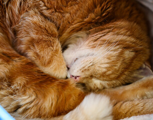 Lovely red cat closed his eyes and sleeping. Selective soft focus.