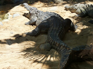 A huge nile crocodile with its mouth open on the sand near the river - photo