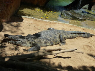 A huge nile crocodile on the sand and near the river - photo