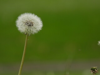 Dandelion in grass, A common plant species from the daisy family (Asteraceae). Araxacum officinale, Common Dandelion. 