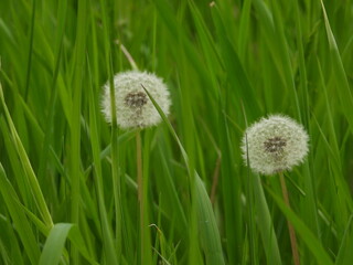 Dandelion in grass, A common plant species from the daisy family (Asteraceae). Araxacum officinale, Common Dandelion. 