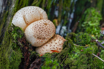   Mushroom - Scleroderma citrinum (Sclerodermataceae) - giftig