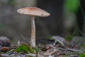   Edible Amanita Mairei, or Silver Distaff mushroom in natural habitat, among green moss