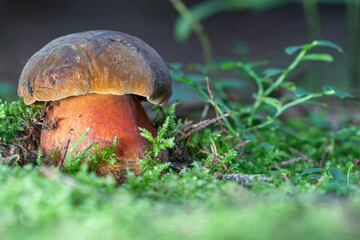 Neoboletus luridiformis known as Boletus luridiformis - edible mushroom. Fungus in the natural...
