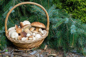Mushroom Boletus in wicker basket. Autumn Cep Mushrooms. Spring Boletus edulis detail. Cooking delicious organic food mushroom.