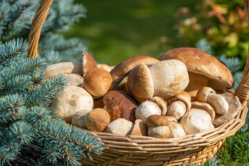 Mushroom Boletus in wicker basket. Autumn Cep Mushrooms. Spring Boletus edulis detail. Cooking delicious organic food mushroom.