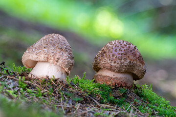 Two young mushrooms grow in the woods. Edible Blusher fungi Amanita rubescens