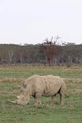 White rhino in the wild