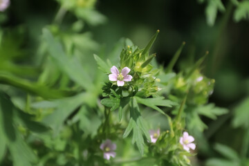 初夏に咲く花。アメリカフウロ。