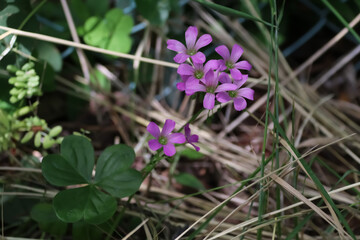 初夏に咲く花。ムラサキカタバミ