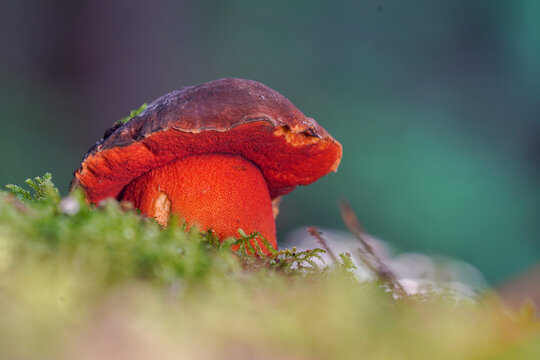 Neoboletus luridiformis known as Boletus luridiformis - edible mushroom. Fungus in the natural environment.