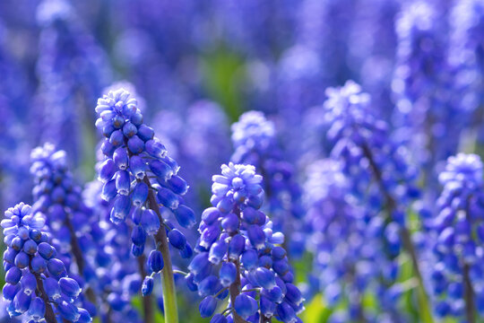 Blue muscari flowers on the lawn in the park closeup. Viper onion or mouse hyacinth on a flowerbed in a spring garden