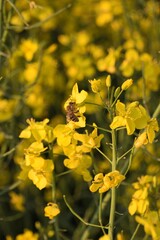 Rapsbl&uuml;te mit Biene im Fr&uuml;hling