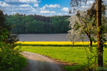 Rapsfeld und Obstb&auml;ume am Waldesrand