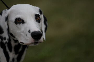 Portrait of a Dalmatian dog. Headshot with Dalmatian looking towards camera