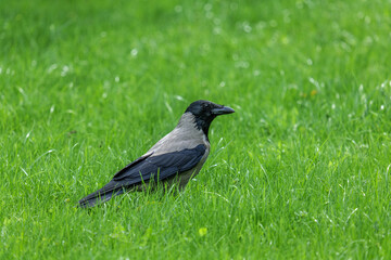 A crow, on a green lawn.