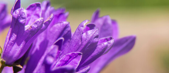 Fototapeta na wymiar Campanula purple flowers banner. Spring blooming flowers, Soft focus, selective focus.