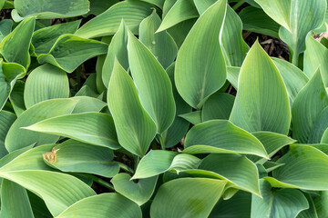 Obraz premium Hosta Tardiana Group 'Silvery Slugproof'' also known as plantain lily is a spring and summer flowering perennial herbaceous flower plant, stock photo image