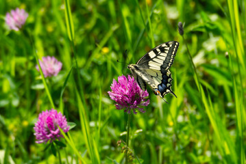Old World Swallowtail or common yellow swallowtail (Papilio machaon) sitting on pink flower in Zurich, Switzerland